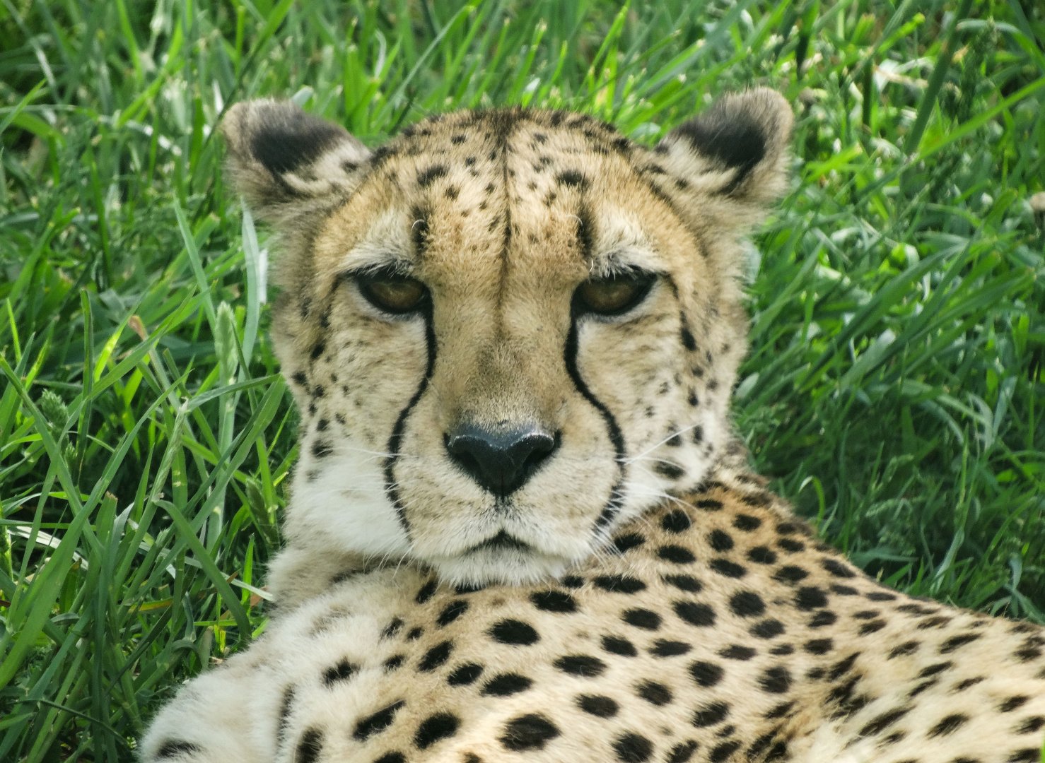 May. 2018 - Plains - Cheetah