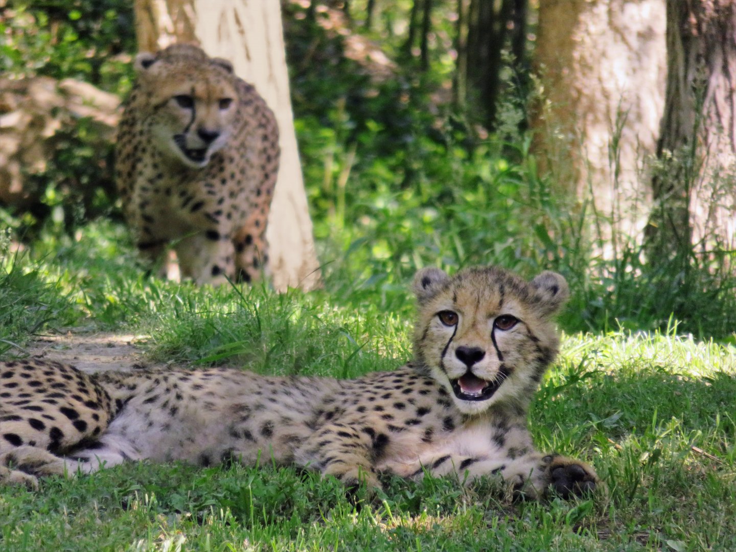 [May 2018] River's Edge- cheetah (Acinonyx jubatus) cub lying in front of mother approaching