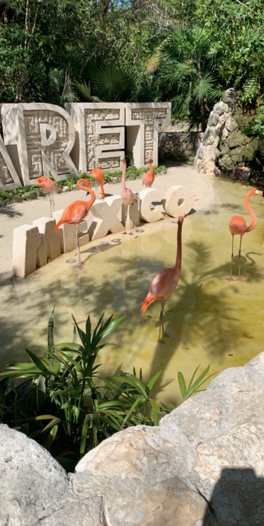 May 2019 - American flamingo