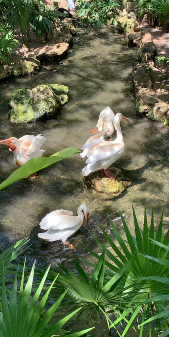 May 2019 - American white pelican