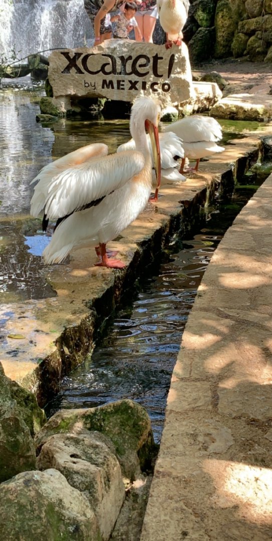 May 2019 - American white pelican