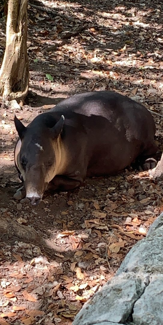 May 2019 - Baird’s tapir