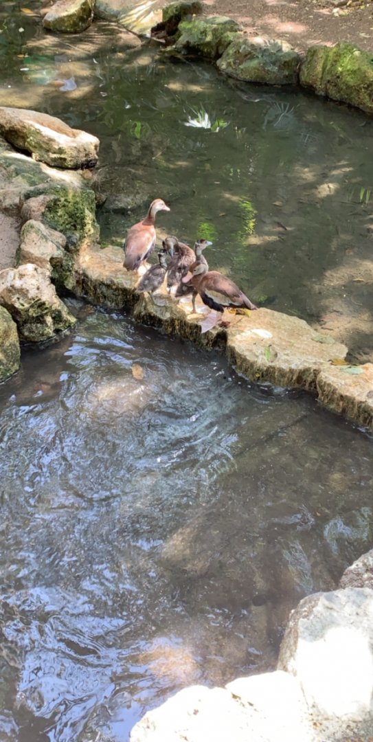 May 2019 - Black-bellied whistling duck