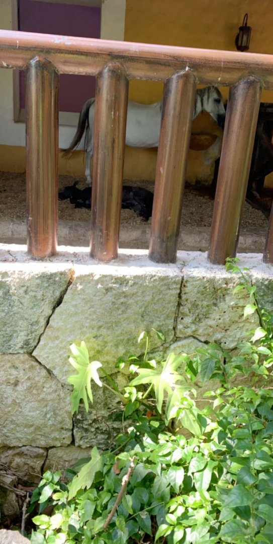 May 2019 - Domestic horse (breed ID?)