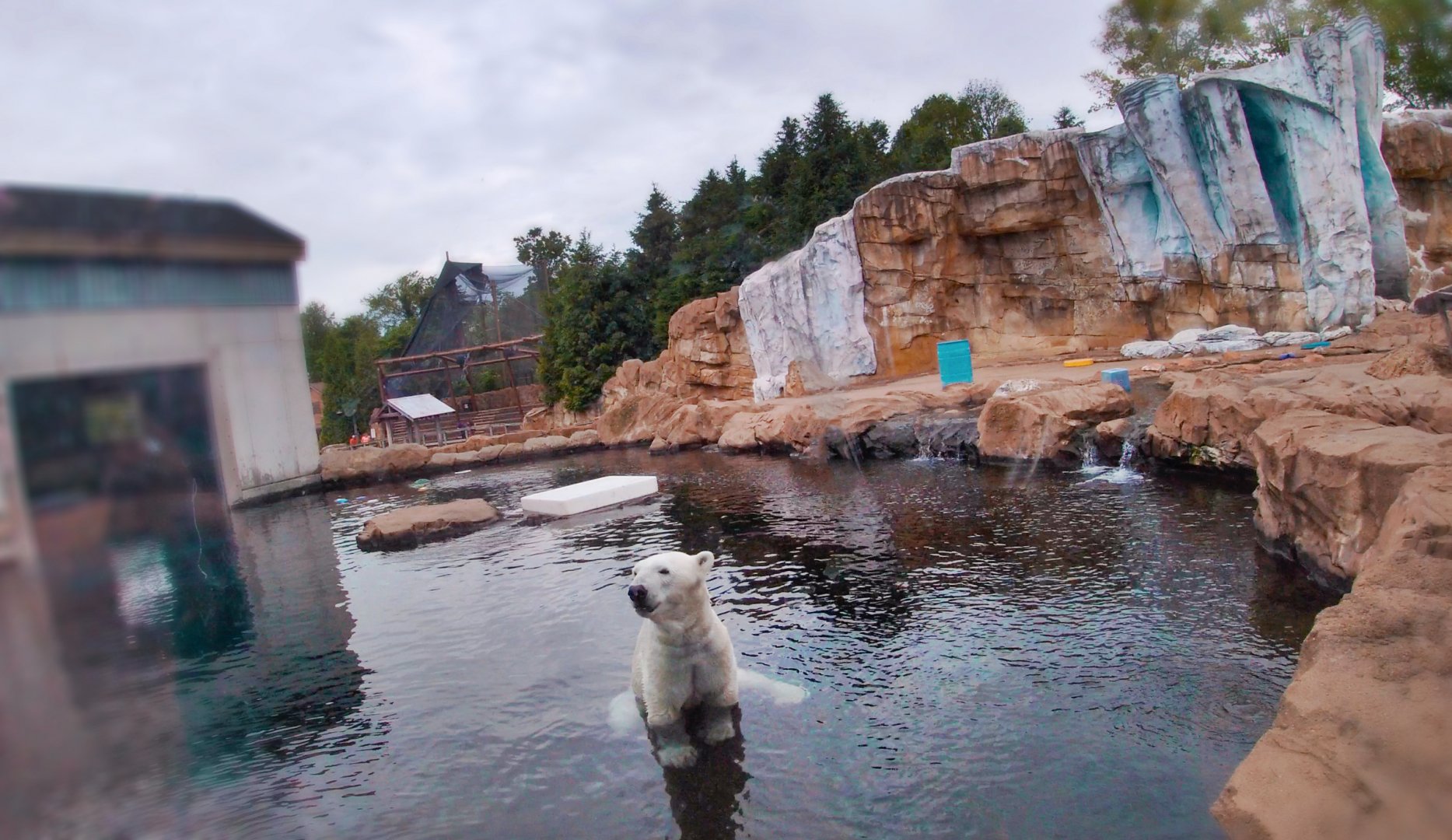 May. 2019 - Glacier Run - Polar Bear/Brown Bear Exhibit