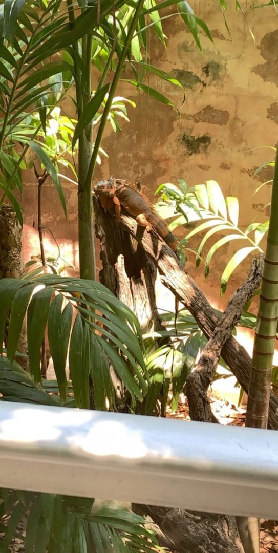 May 2019 - Green iguana