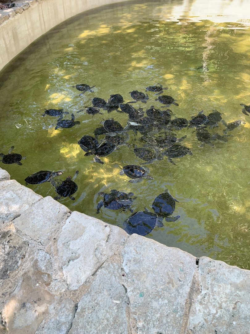 May 2019 - Green sea turtle