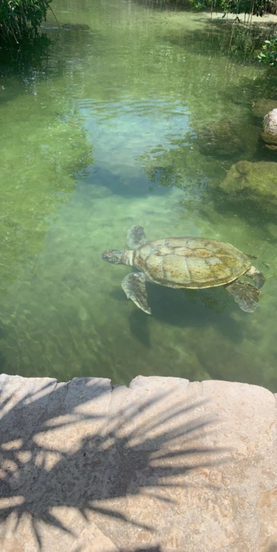 May 2019 - Green sea turtle