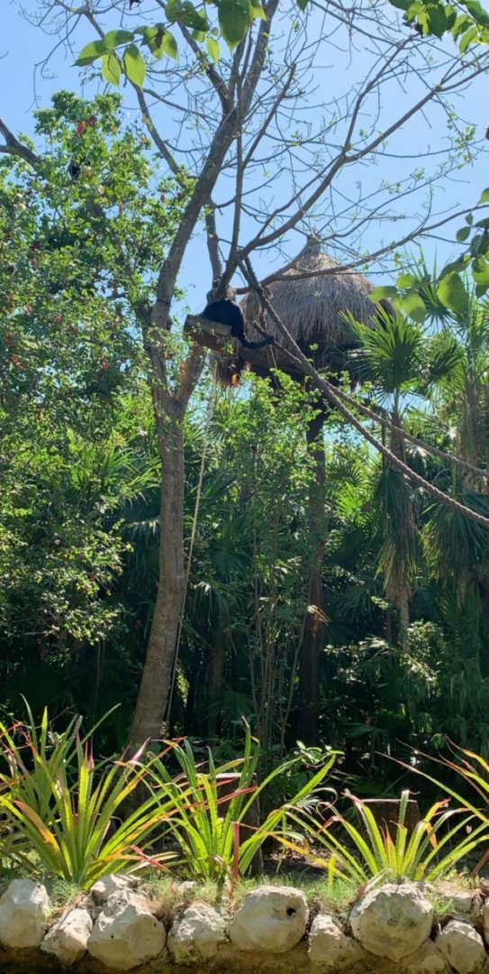 May 2019 - Guatemalan black howler monkey