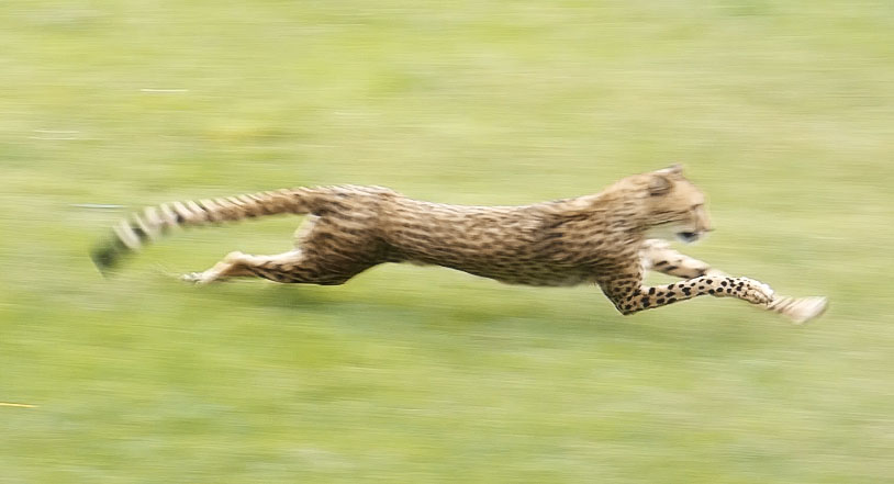 May. 2019 - Heart of Africa - Cheetah Run