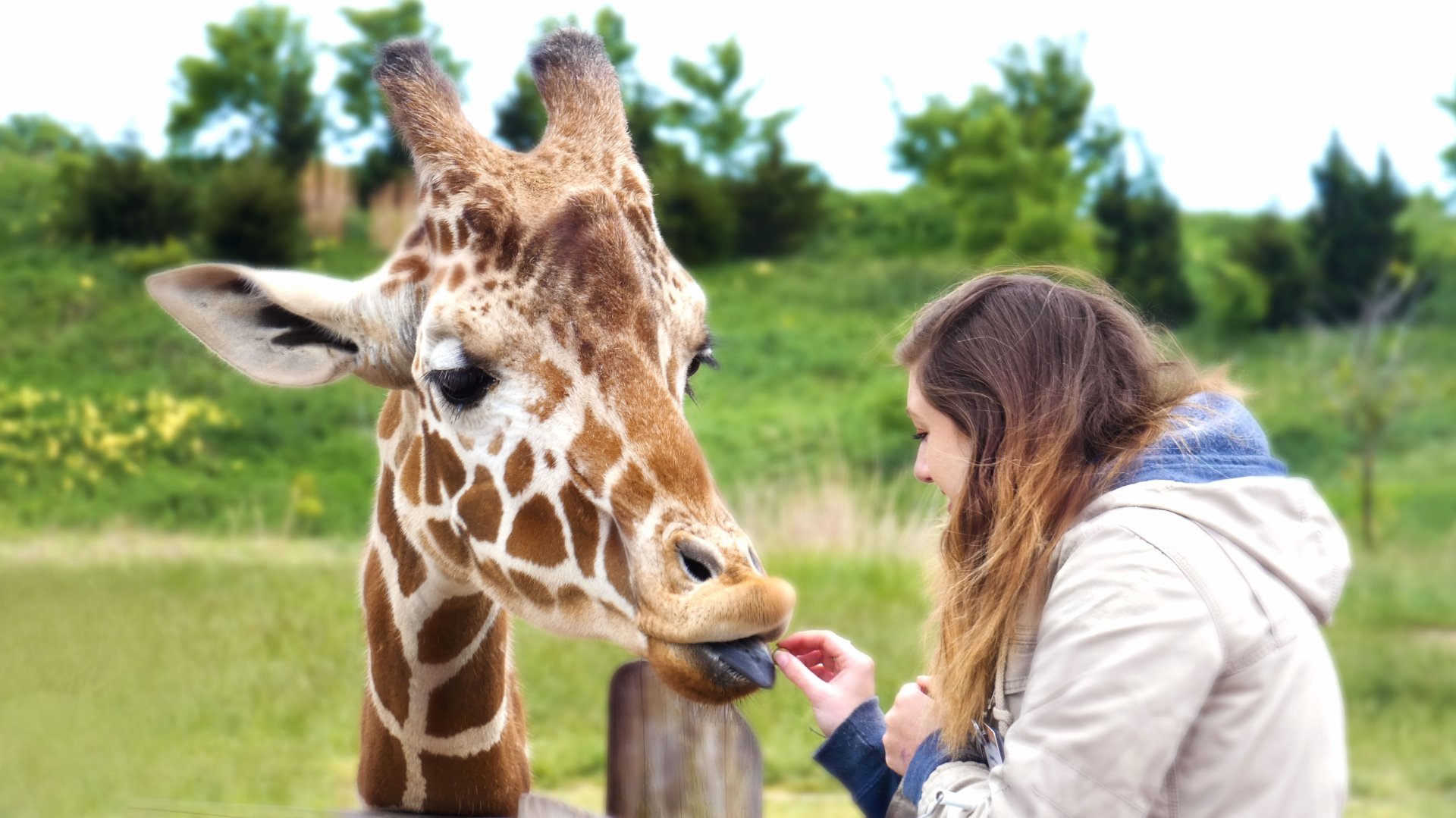 May. 2019 - Heart of Africa - Giraffe Feeding