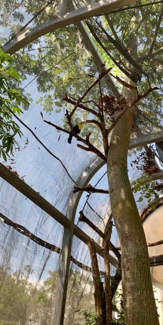 May 2019 - Keel-billed toucan