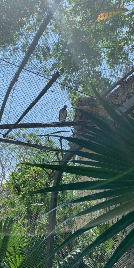 May 2019 - King vulture