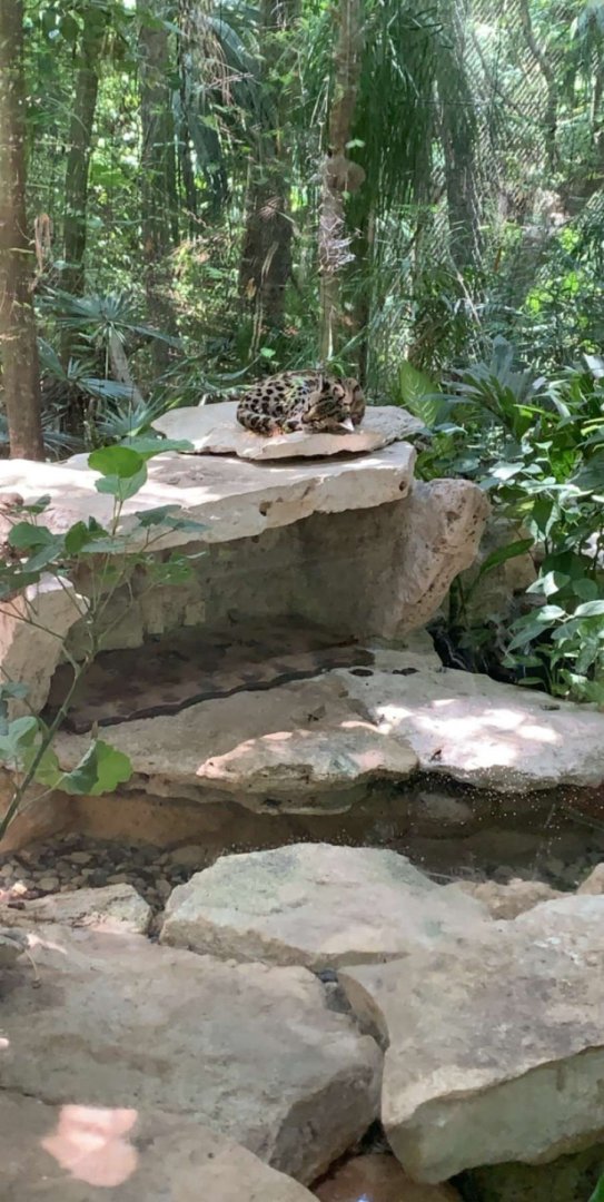 May 2019 - Margay