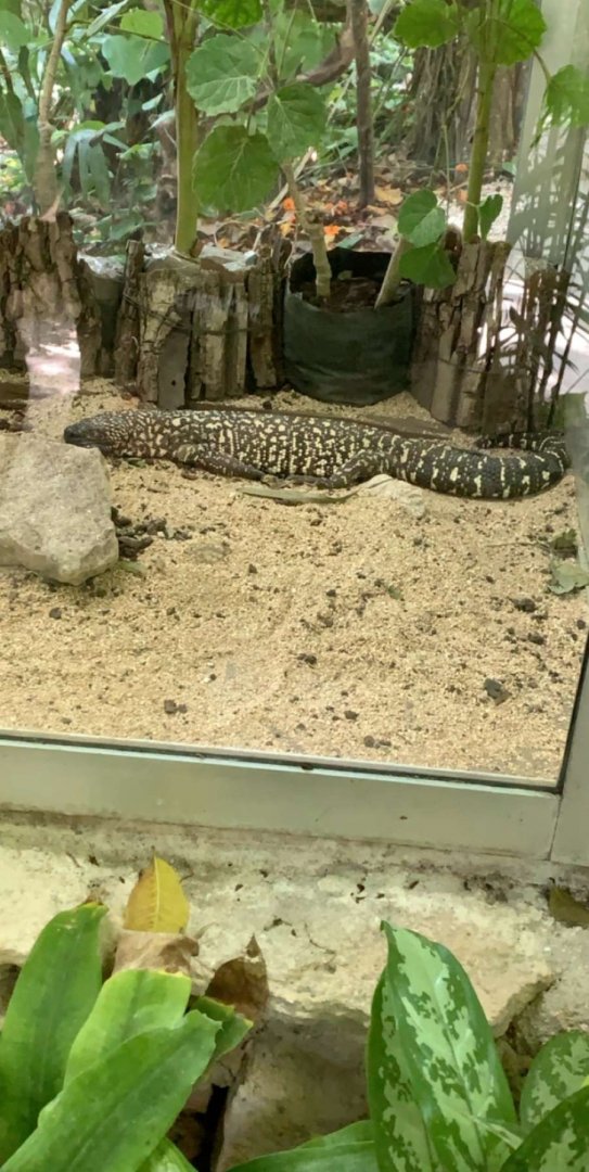May 2019 - Mexican beaded lizard