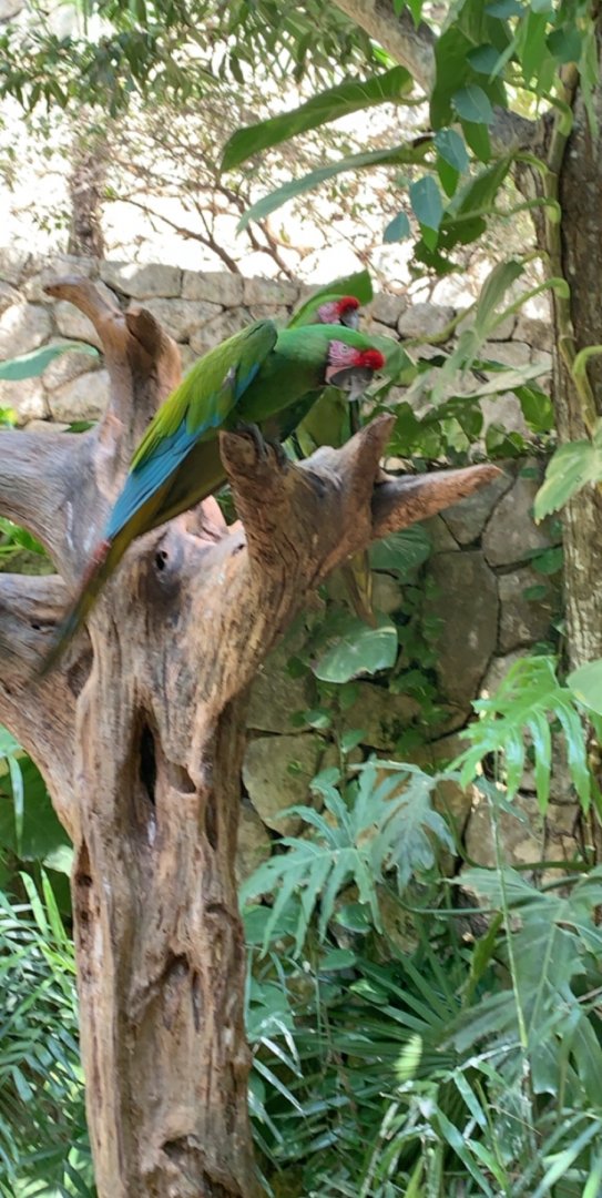 May 2019 - Military macaw