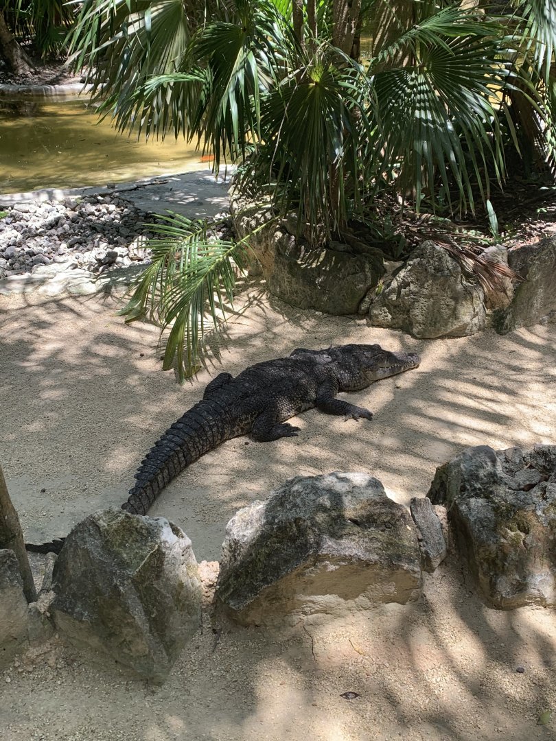 May 2019 - Morelet’s crocodile