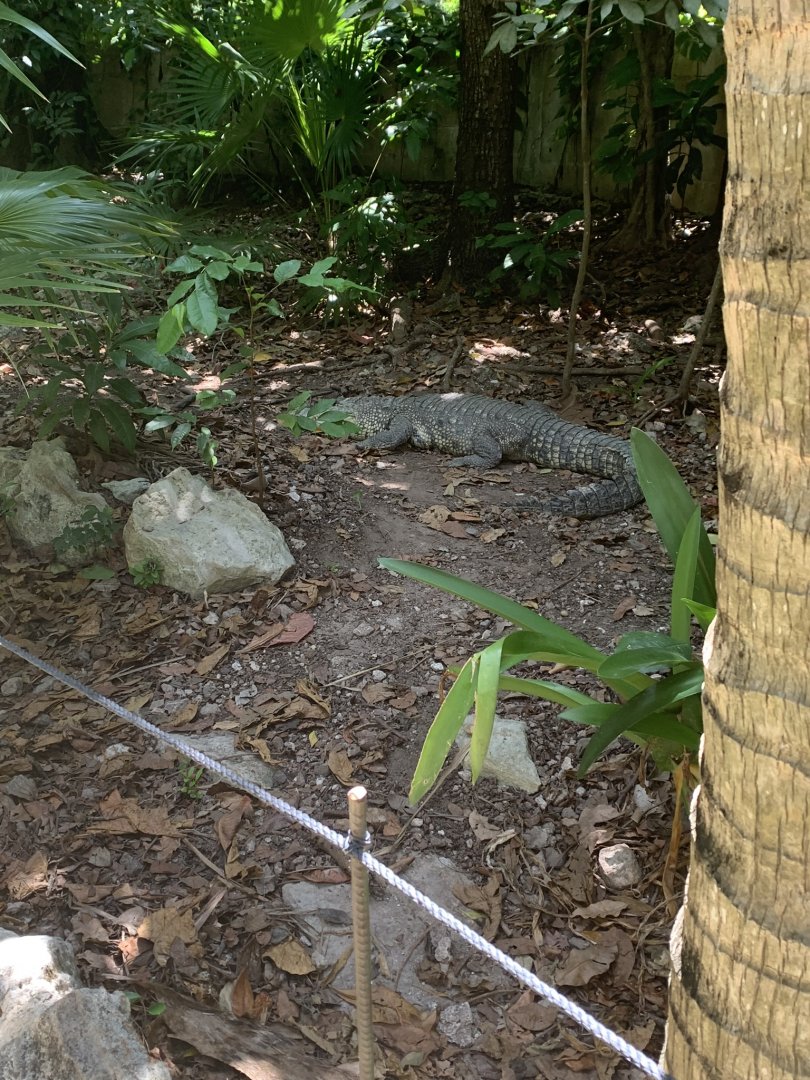 May 2019 - Morelet’s crocodile