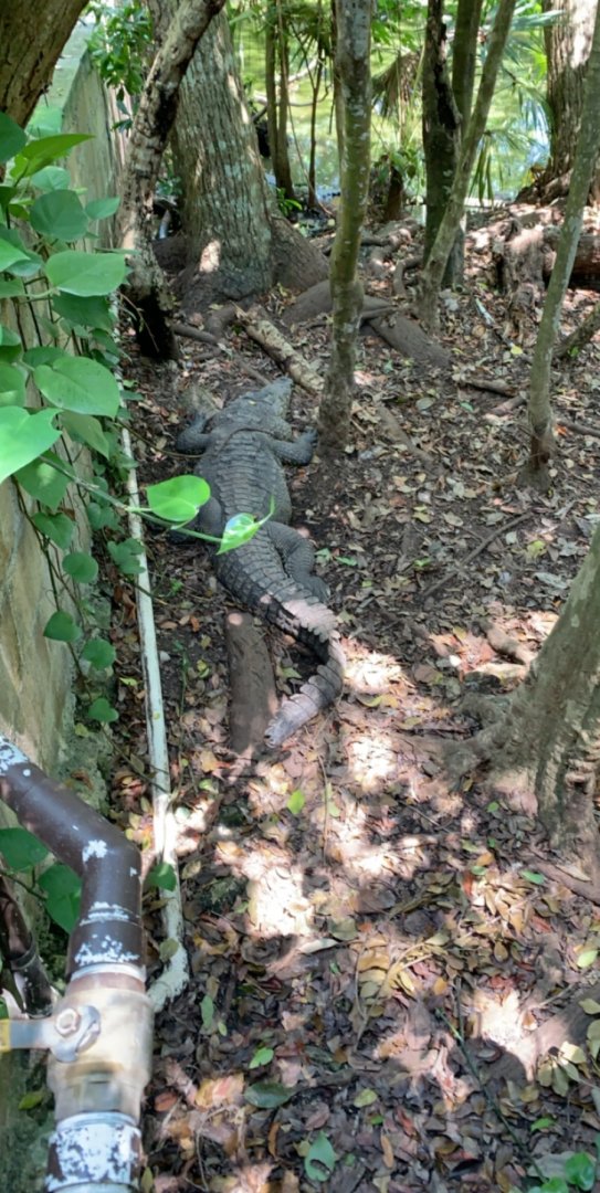 May 2019 - Morelet’s crocodile