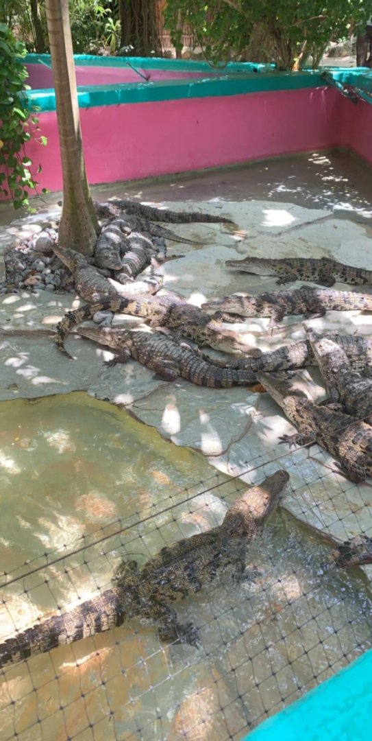 May 2019 - Morelet’s crocodile