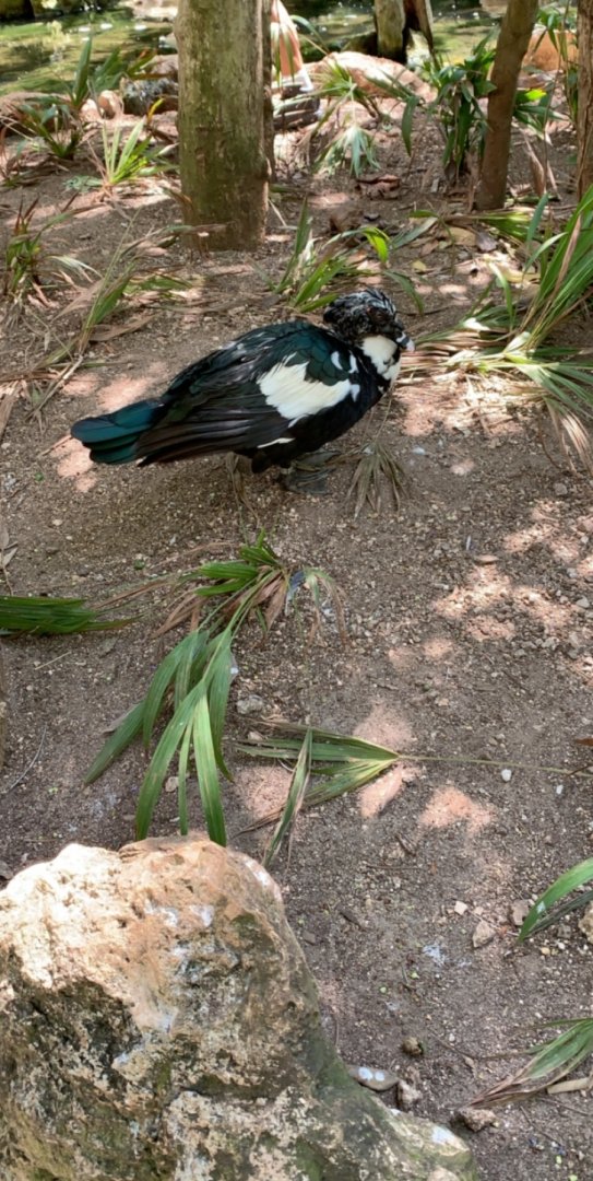 May 2019 - Muscovy duck