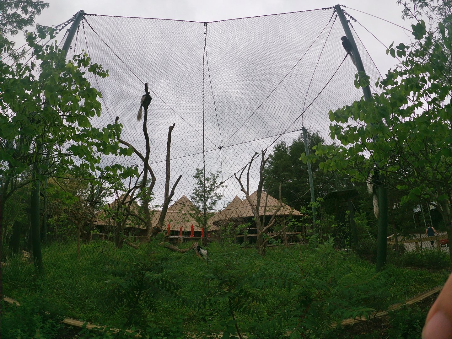 May. 2019 - New! - Colobus Crossing