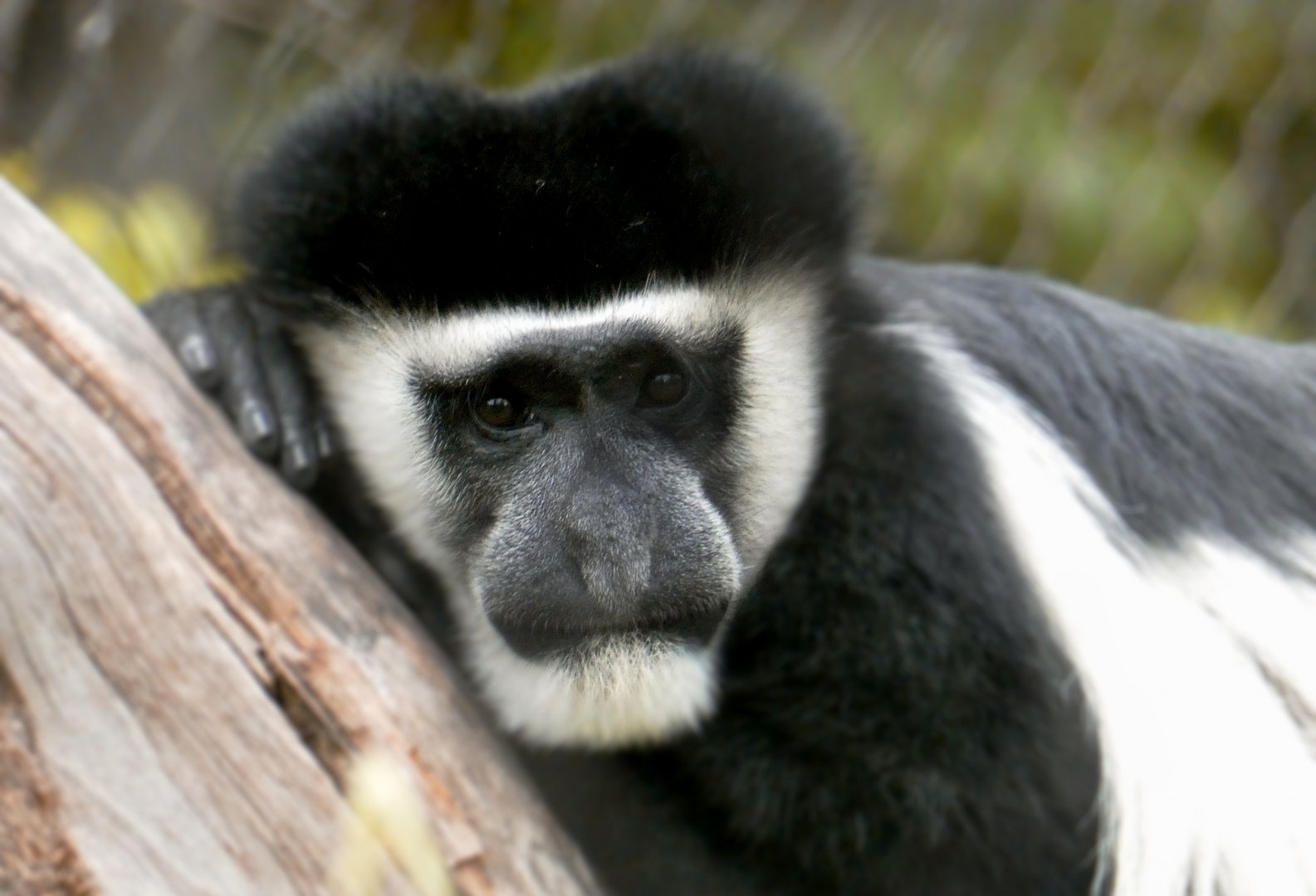 May. 2019 - New! Colobus Crossing