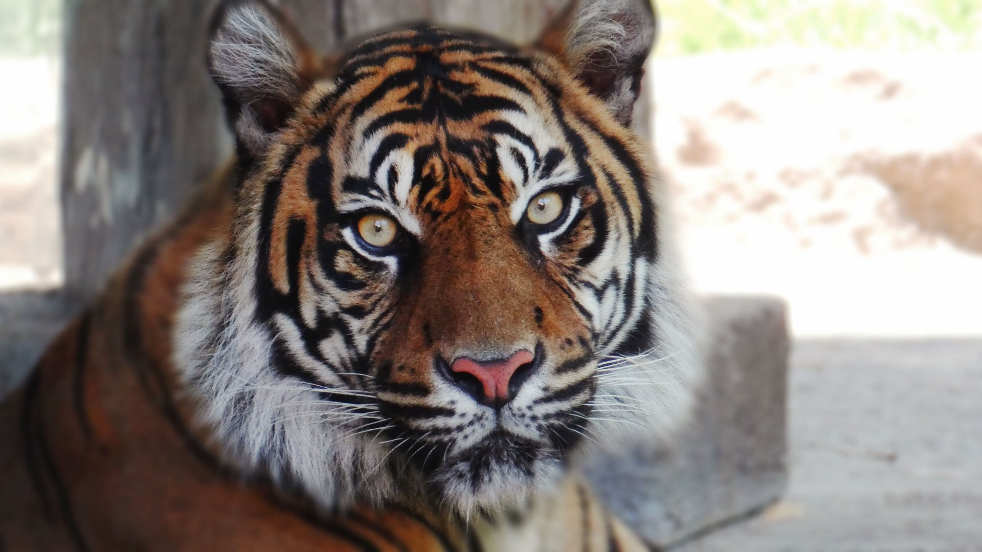 May. 2019 - New! Tiger Crossroads - Sumatran Tiger - Frances