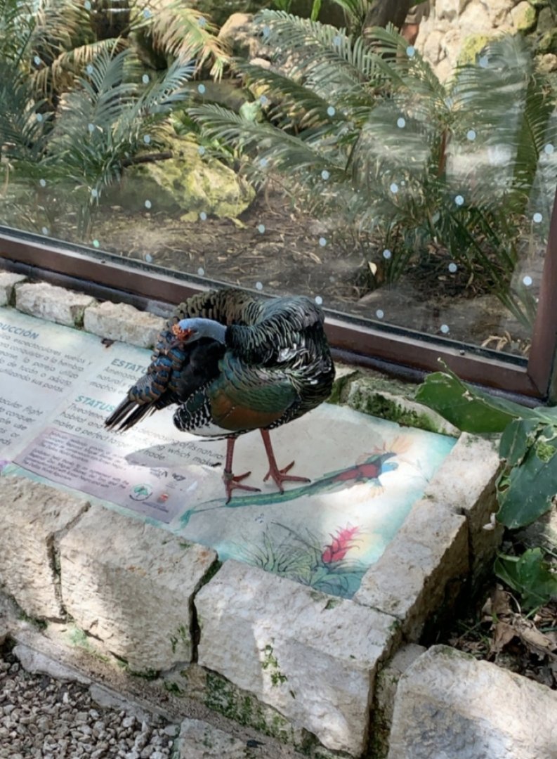 May 2019 - Ocellated turkey