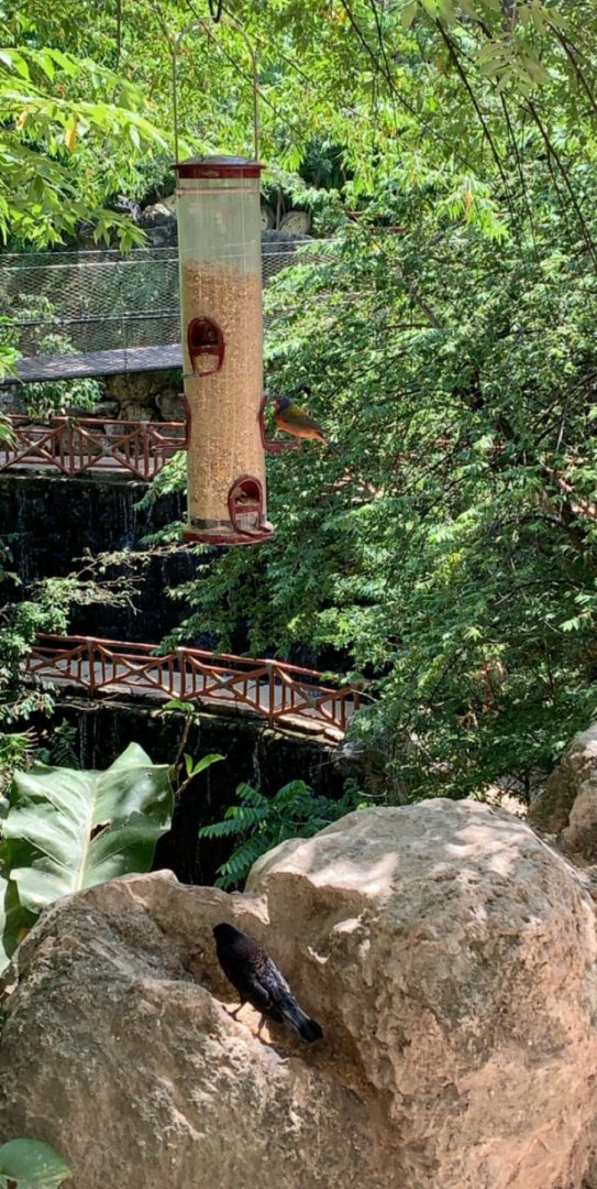 May 2019 - Painted bunting