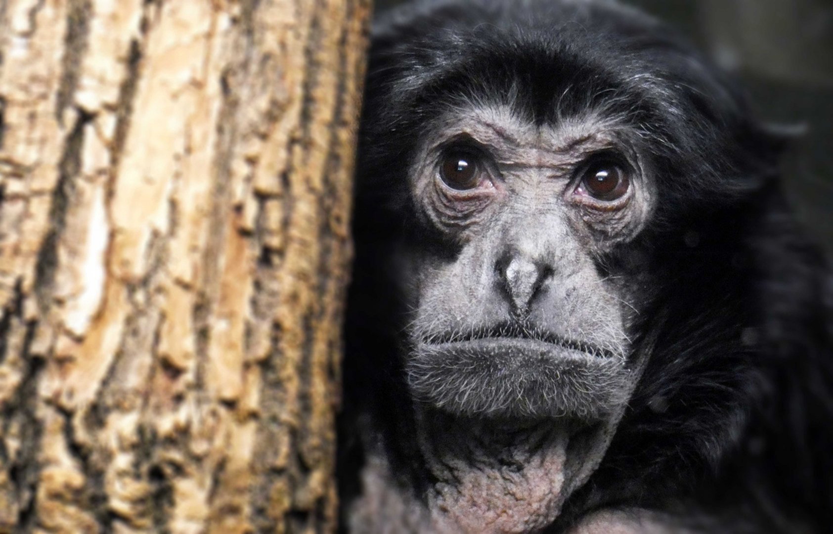 May. 2019 - Primates of the World - Siamang
