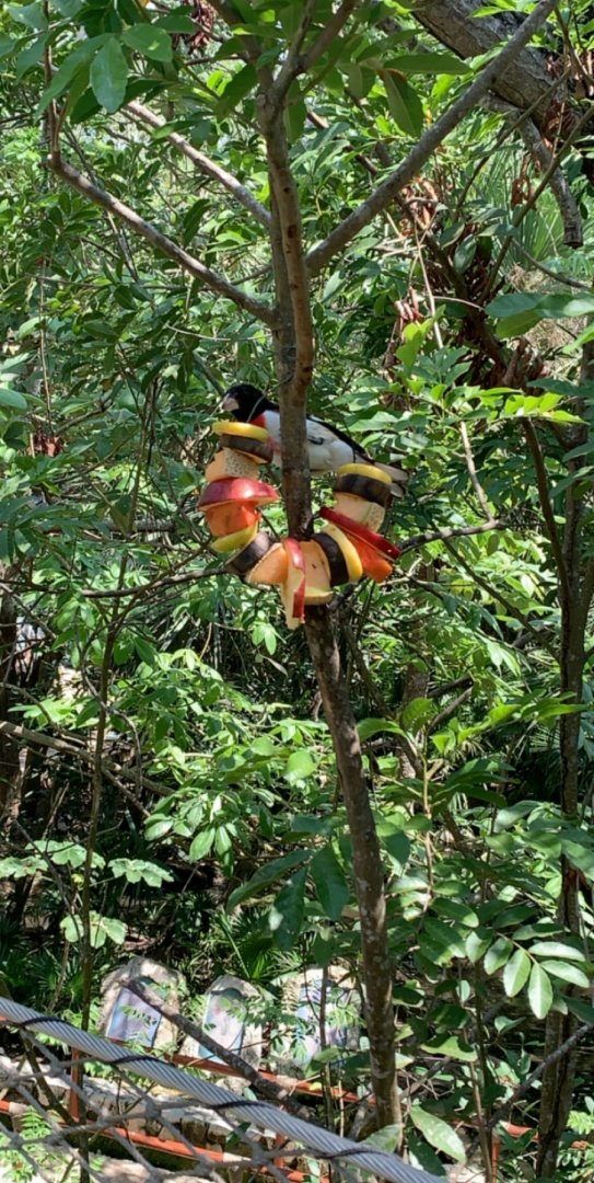 May 2019 - Rose-breasted grosbeak