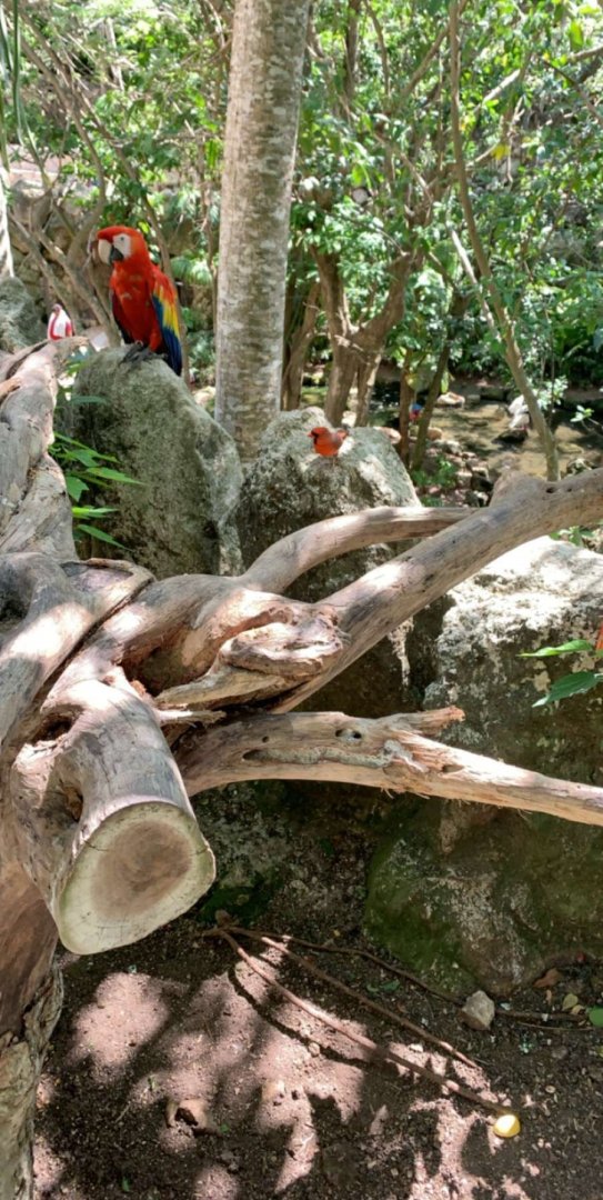 May 2019 - Scarlet macaw and Northern cardinal