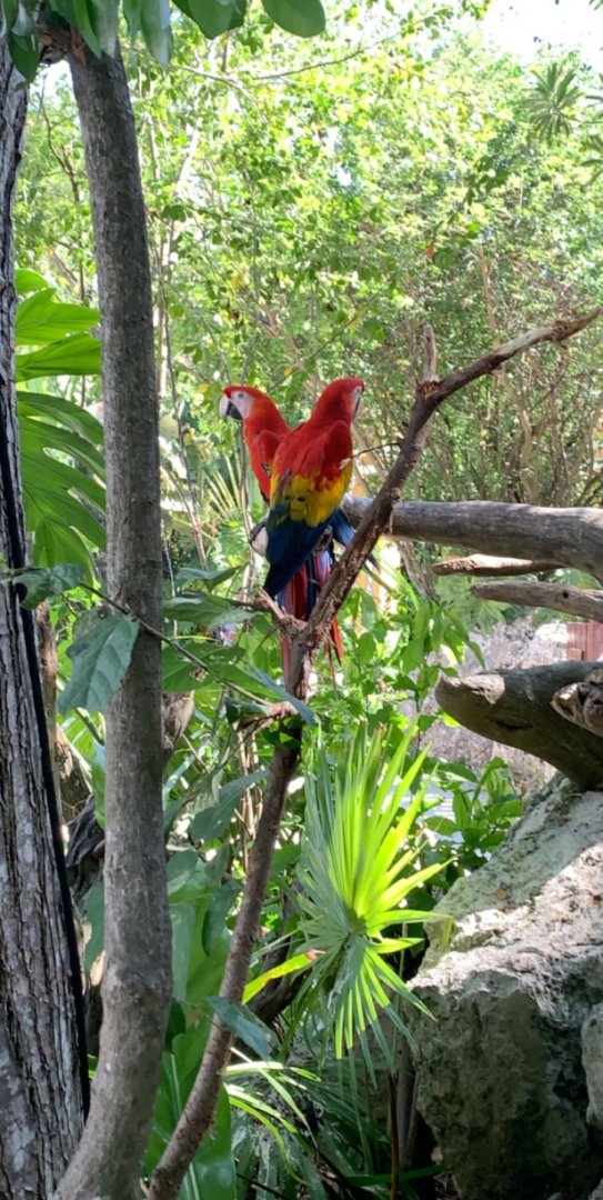 May 2019 - Scarlet macaw