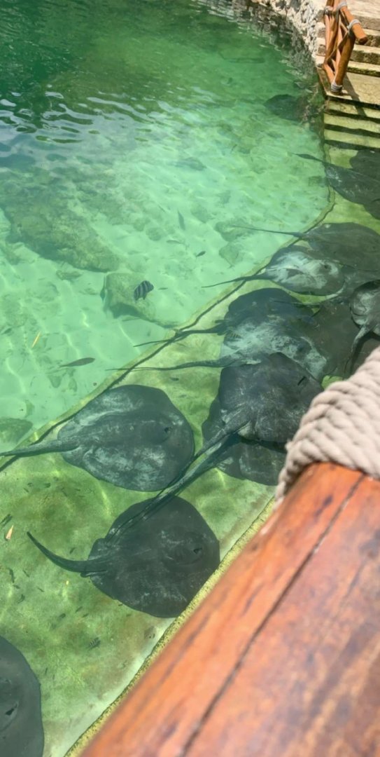 May 2019 - Southern stingray