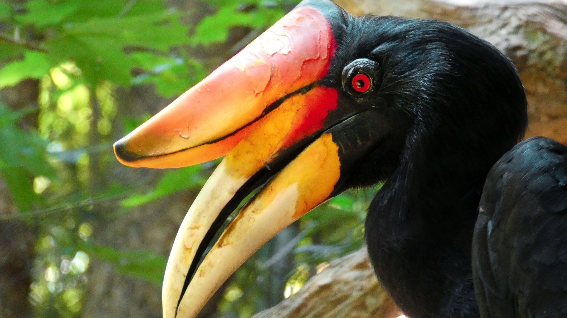 May. 2019 - The Bamboo Trail - Rhinoceros Hornbill