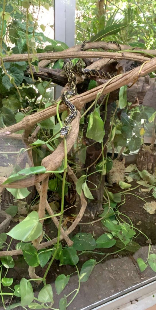 May 2019 - Tiger rat snake