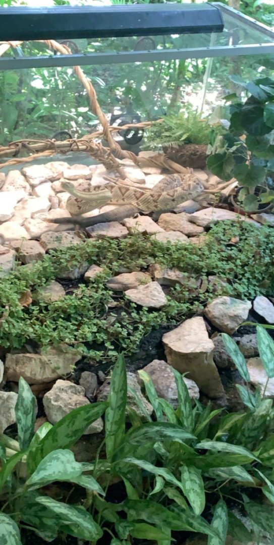 May 2019 - Tzabcan rattlesnake