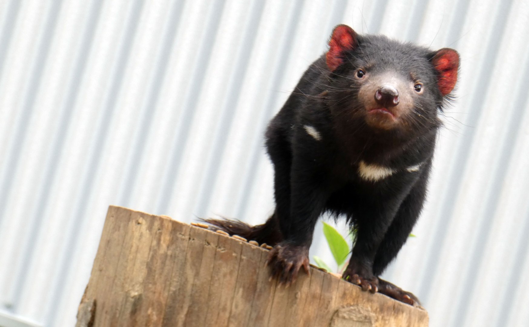 May. 2019 - Voyage to Australia & the Islands - New! Tasmanian Devil Exhibit