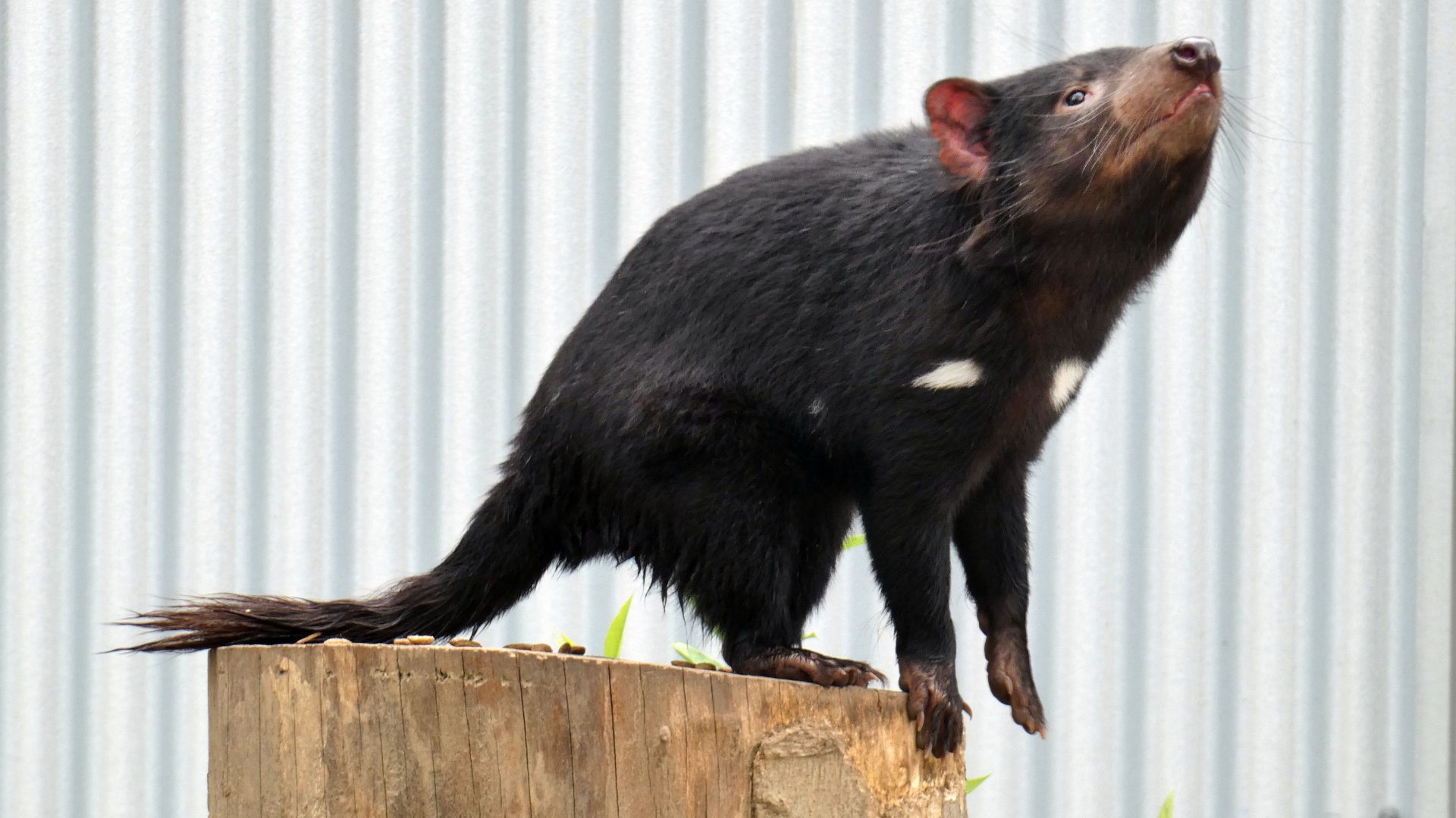 May. 2019 - Voyage to Australia & the Islands - New! Tasmanian Devil Exhibit