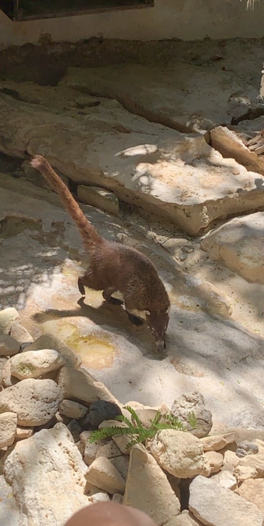May 2019 - White-nosed coati