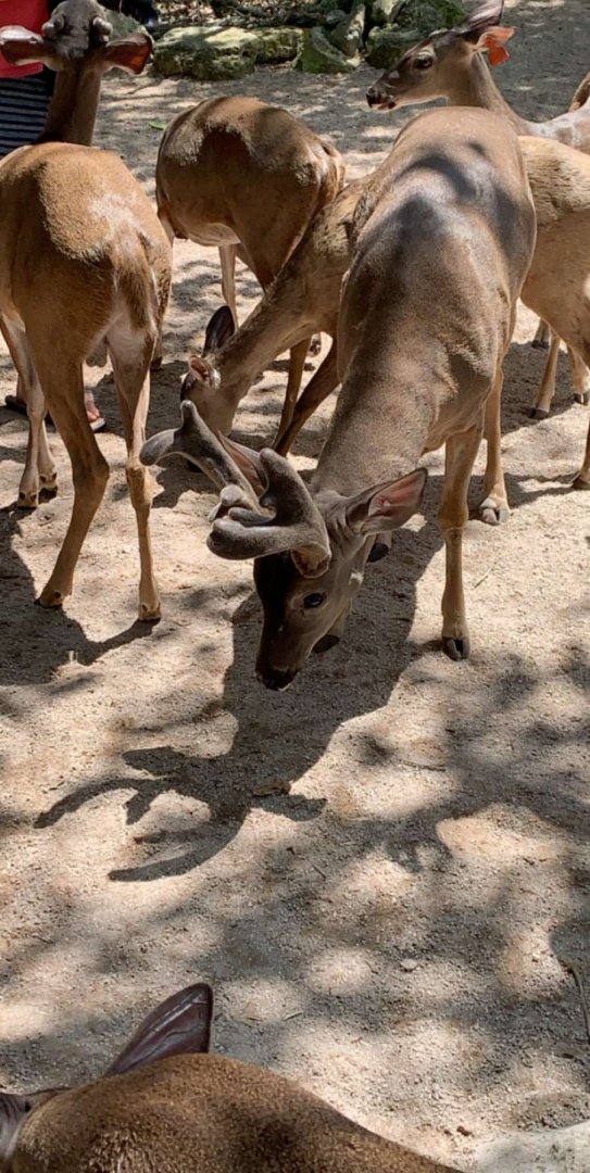 May 2019 - Whitetail deer