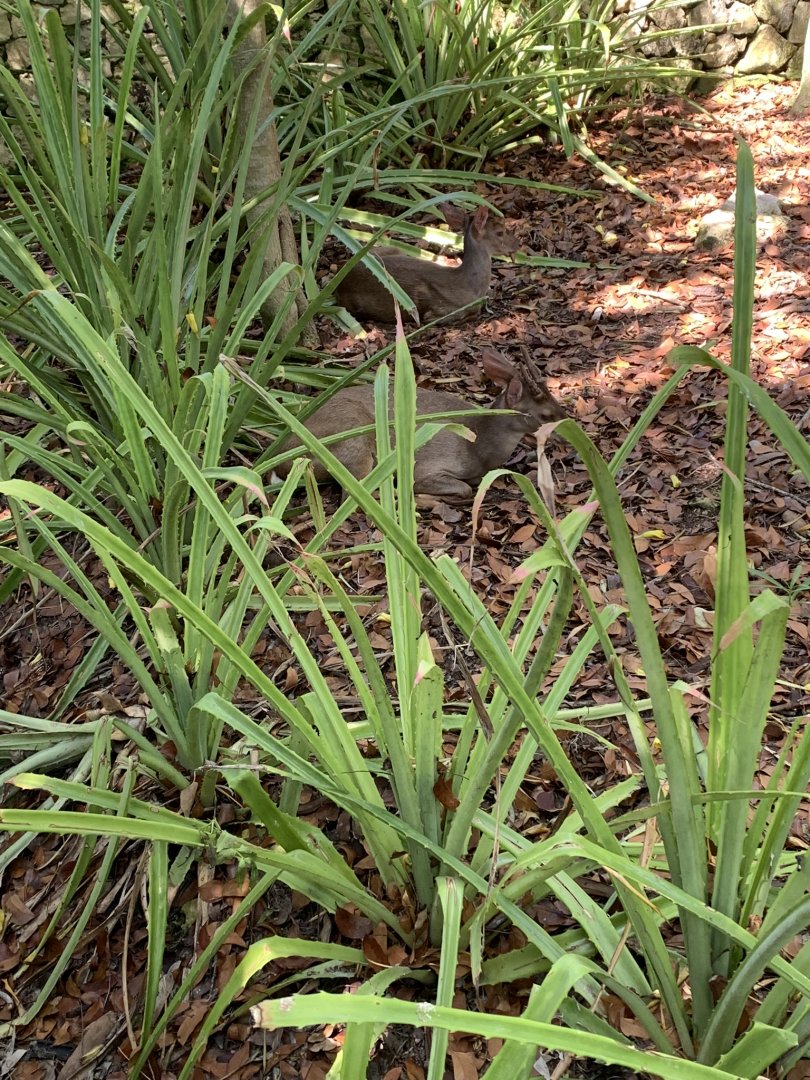 May 2019 - Yucatan brocket deer
