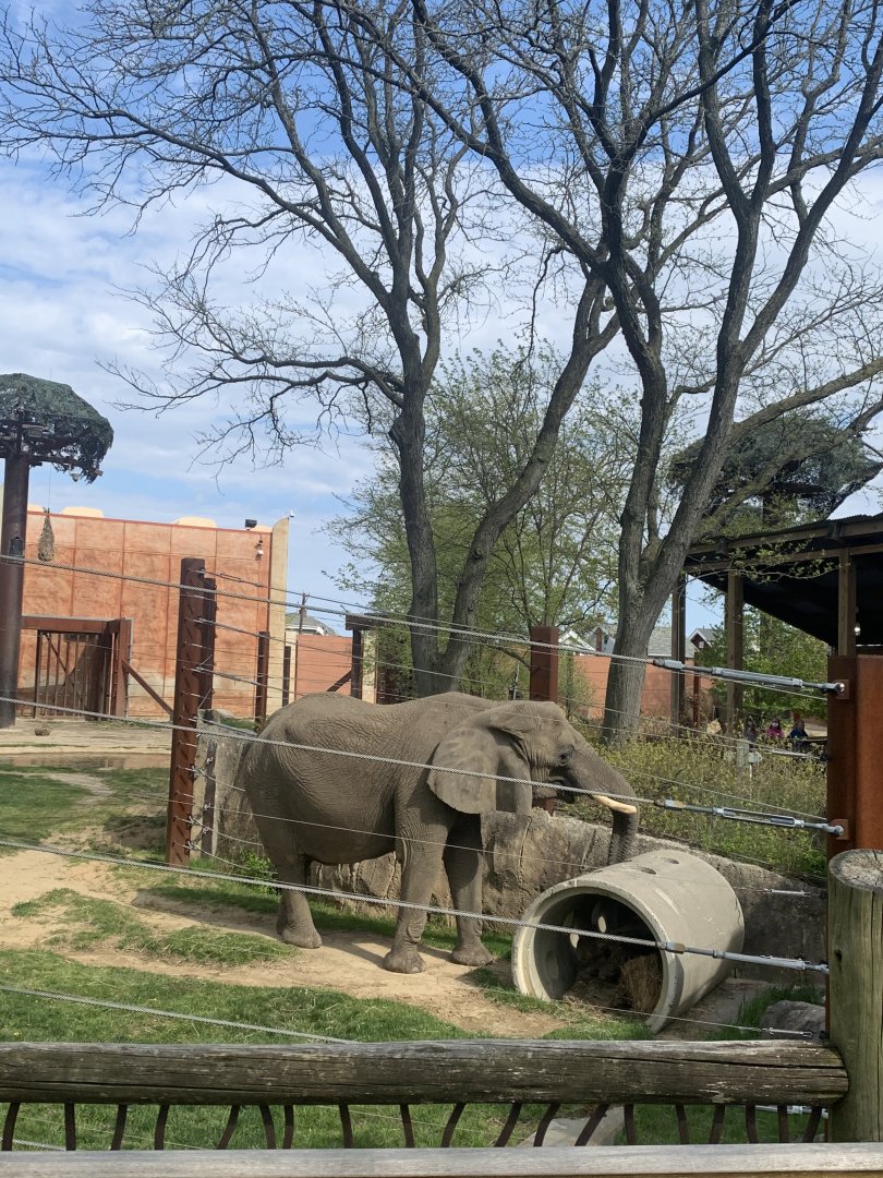 May 2021- African bush elephant