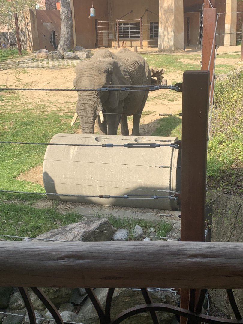 May 2021- African bush elephant