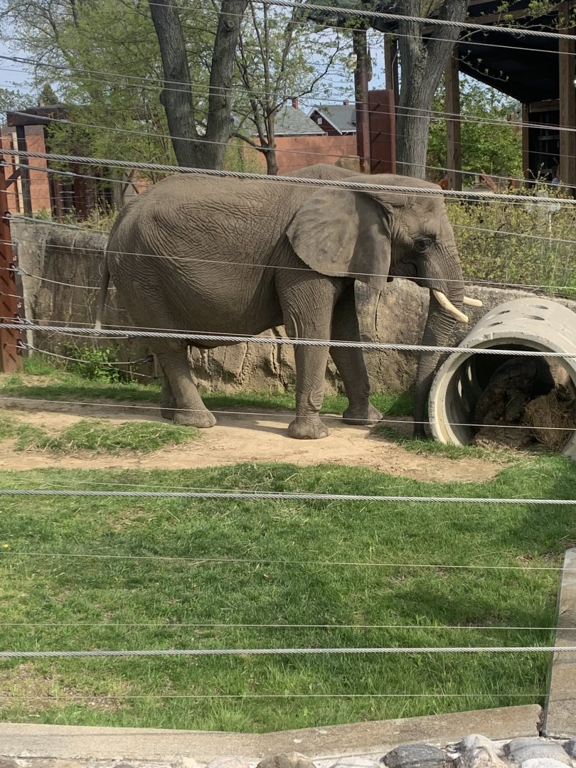 May 2021- African bush elephant