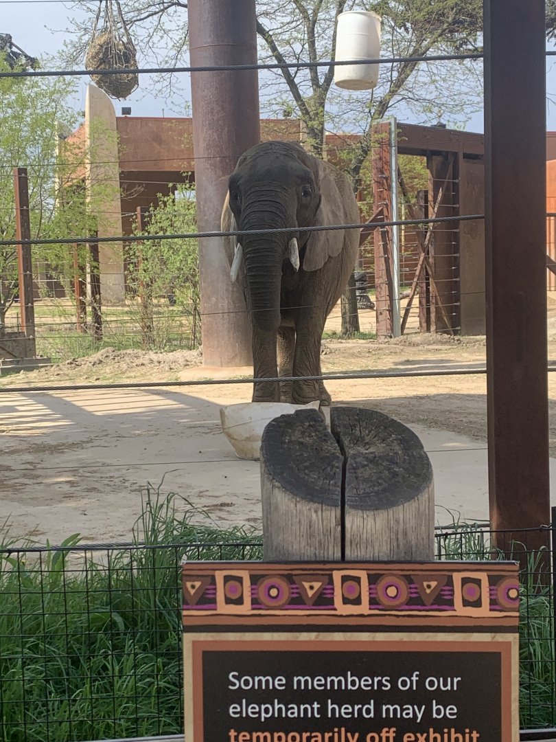May 2021- African bush elephant