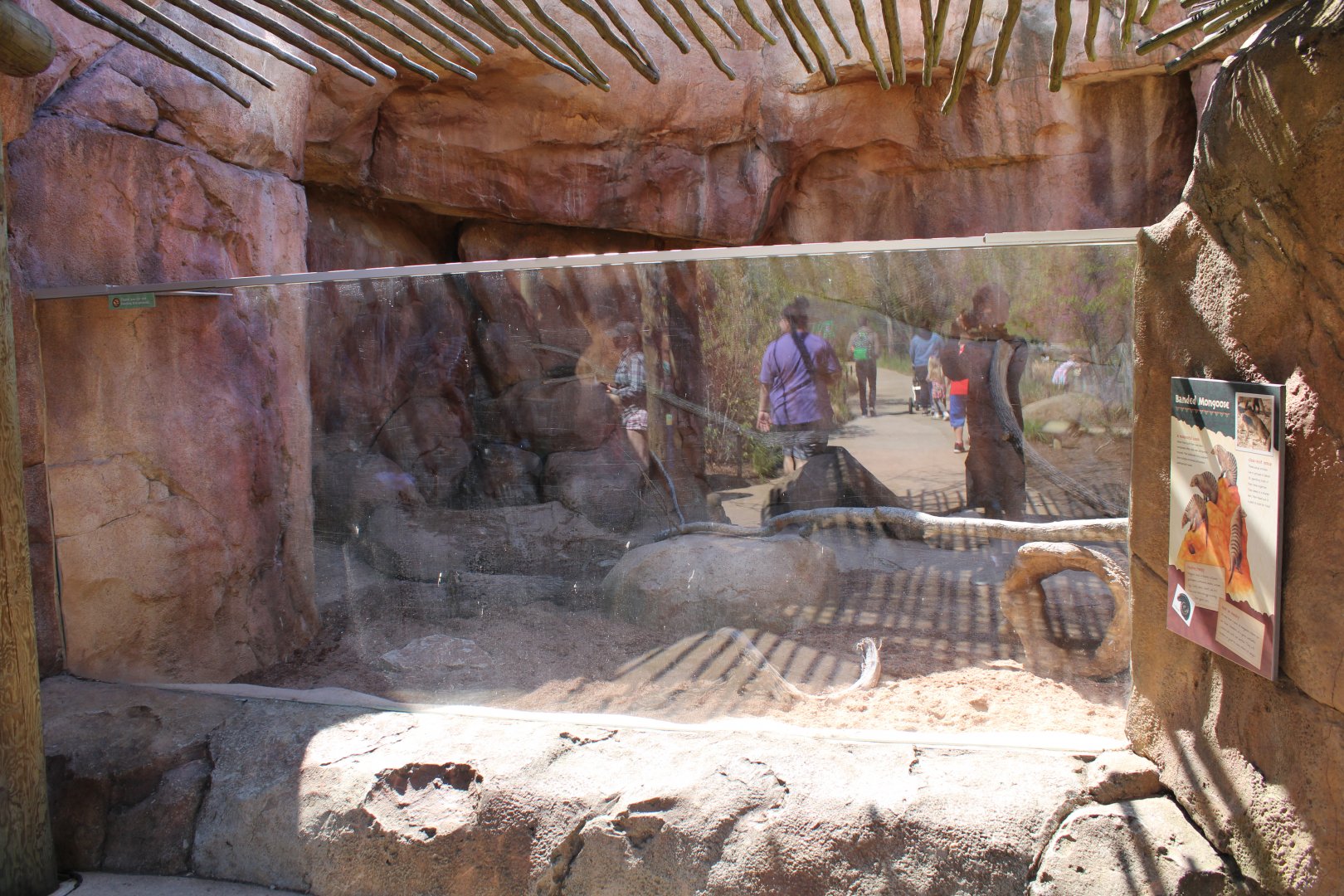 May. 2021 - African Journey - Banded Mongoose Exhibit