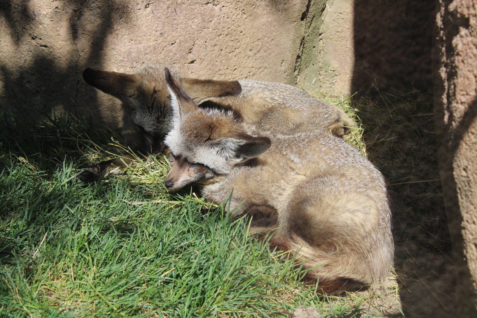 May. 2021 - African Journey - Bat-eared Foxes