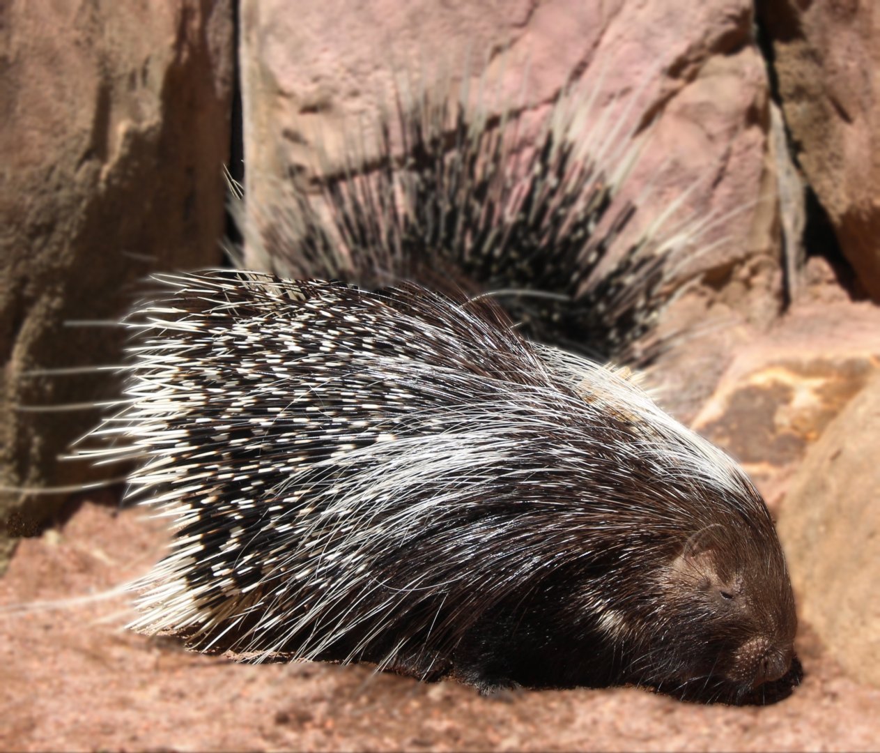 May. 2021 - African Journey - Cape Porcupines
